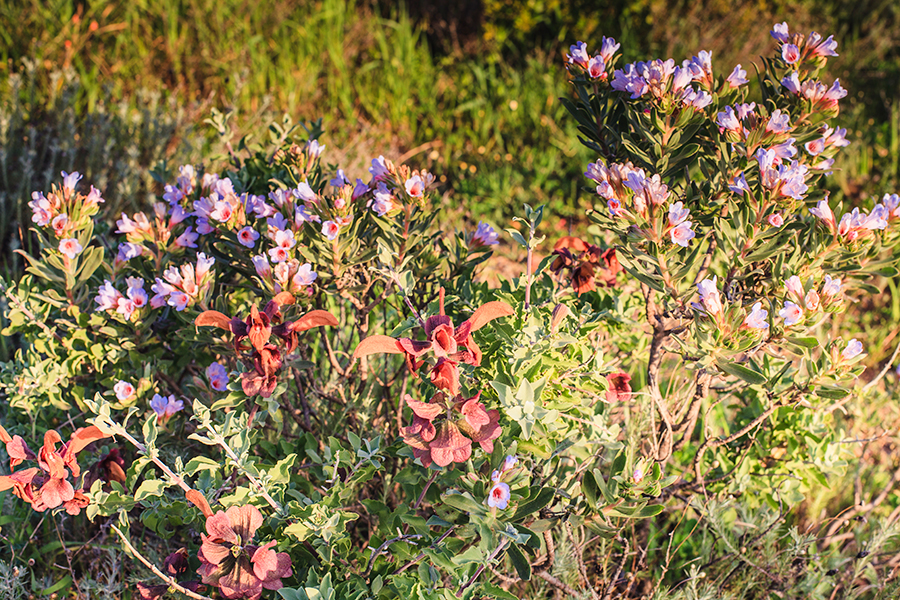 Wildflowers on Signal Hill, Cape Town.
