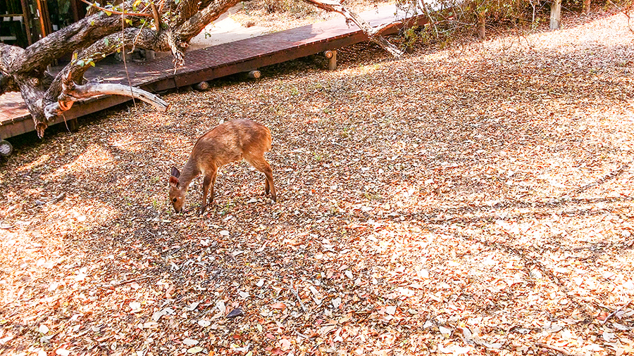 Rosie the wild deer at Rhino Post Safari Lodge, Kruger National Park, South Africa.