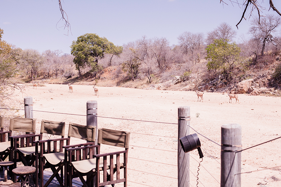 Impala at Rhino Post Safari Lodge, Kruger National Park, South Africa.