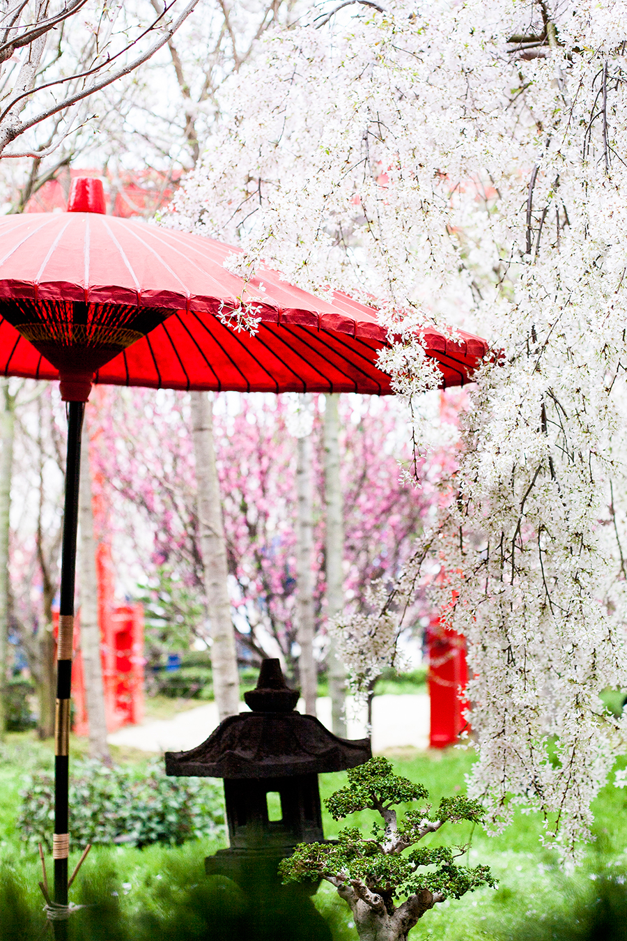 Japanese garden umbrella among Sakura at the Flower Dome at Gardens by the Bay, Singapore.