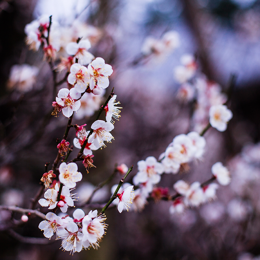 Plum blossoms at Shinshoji Narita Temple with the Narita Transit Program in Chiba, Japan 
