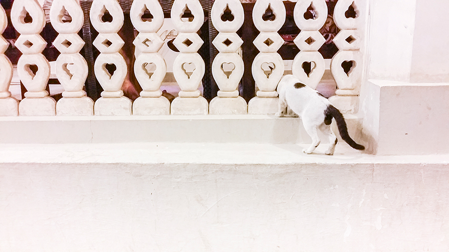 Cat at Souq Waqif (Ø³ÙˆÙ‚ ÙˆØ§Ù‚Ù), Doha, Qatar.
