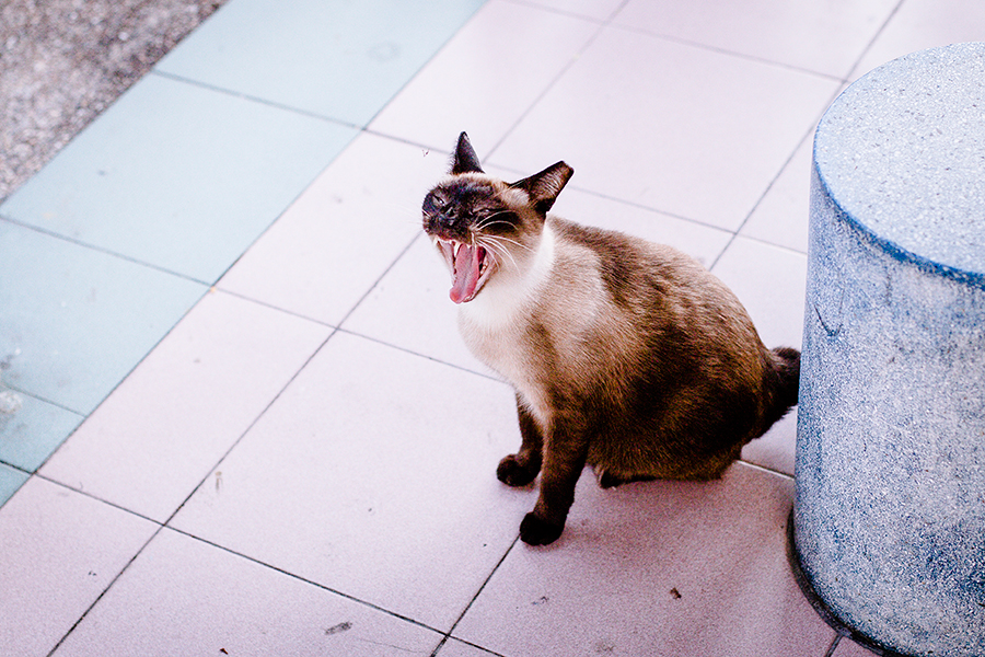 Cat yawning.