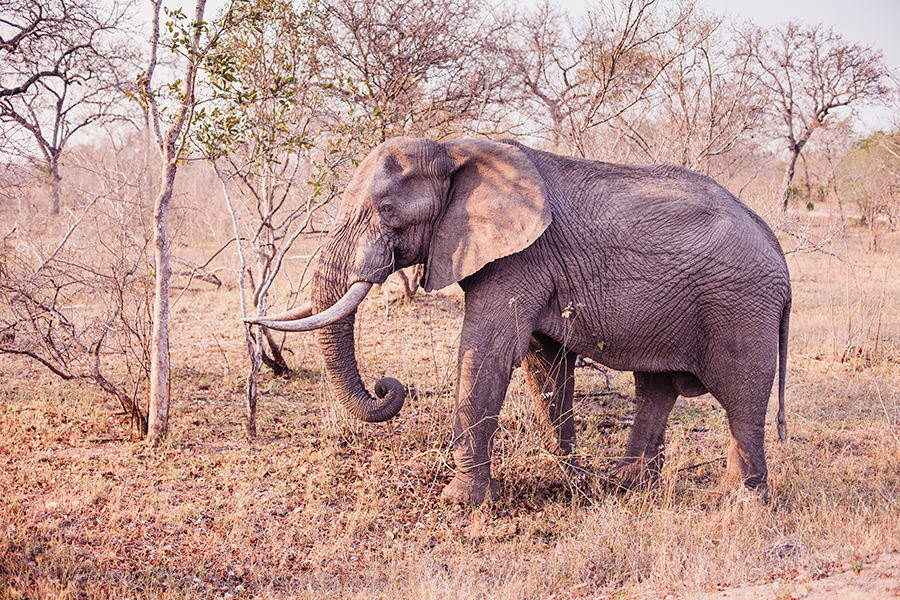Elephant at Kruger National Park, South Africa.