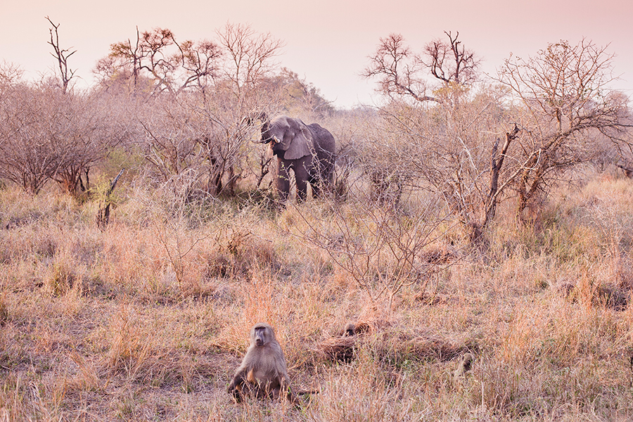 Elephant and ape at Kruger National Park, South Africa.