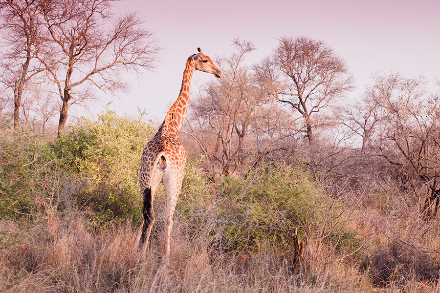 Giraffe at Kruger National Park, South Africa.