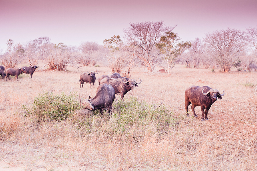 Buffalo at Kruger National Park, South Africa.