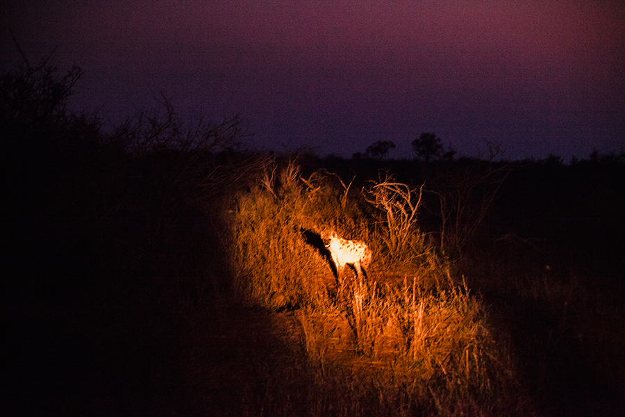 Spotted Hyena at night at Kruger National Park, South Africa.