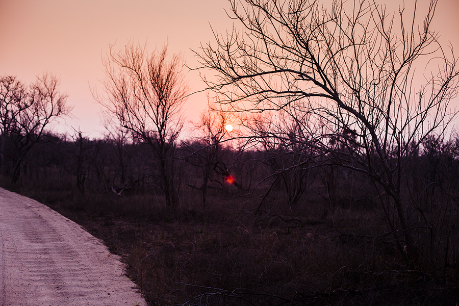 Sunrise at Kruger National Park, South Africa.