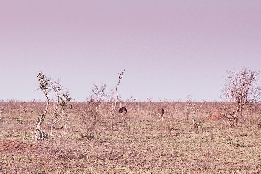 Brood of Ostriches at Kruger National Park, South Africa.