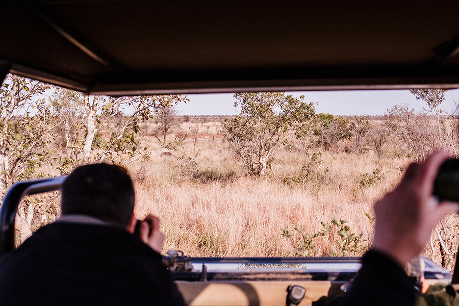 Capturing Cheetahs from our vehicle at Kruger National Park, South Africa. 