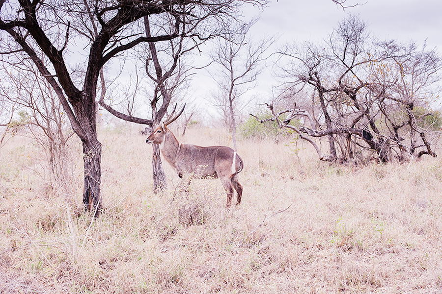 Sable at Kruger National Park, South Africa.