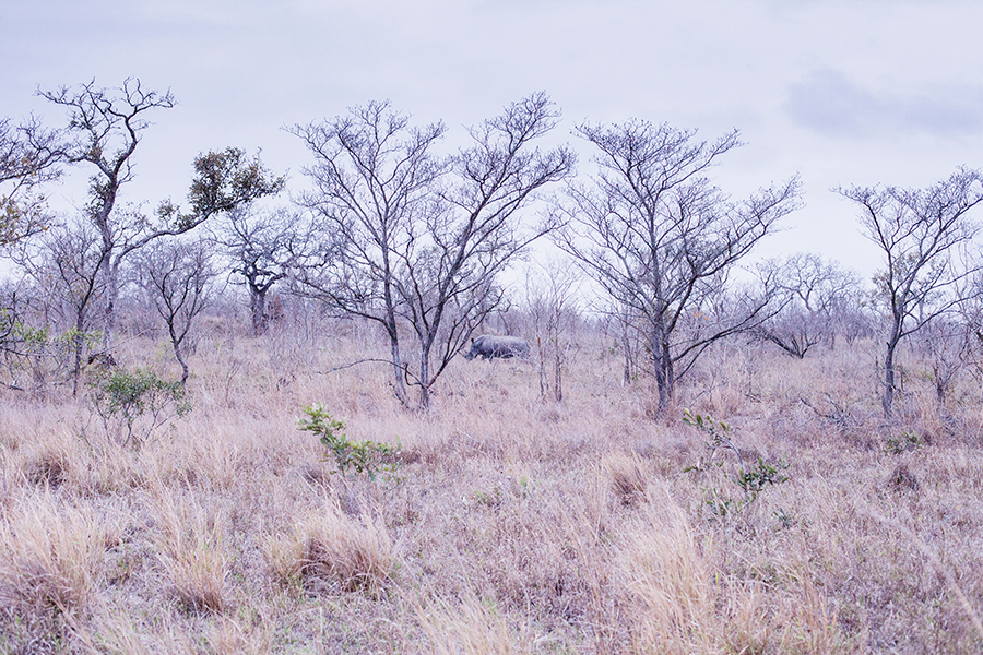Rhinoceros at Kruger National Park, South Africa.