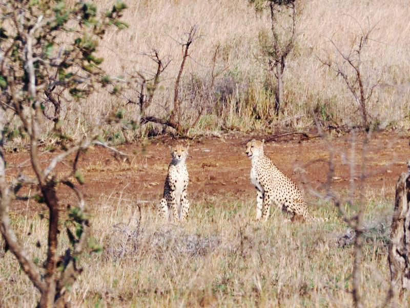 Photo of Cheetahs at Kruger National Park by Kathryn & Nigel