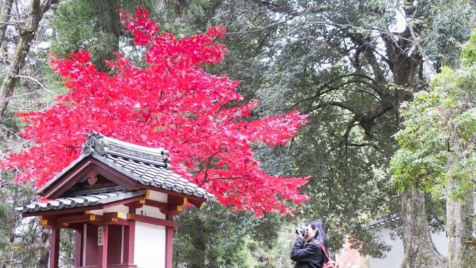 Ren taking a photograph of a very red maple tree at Nara Park, Japan. Photo by Shasha.