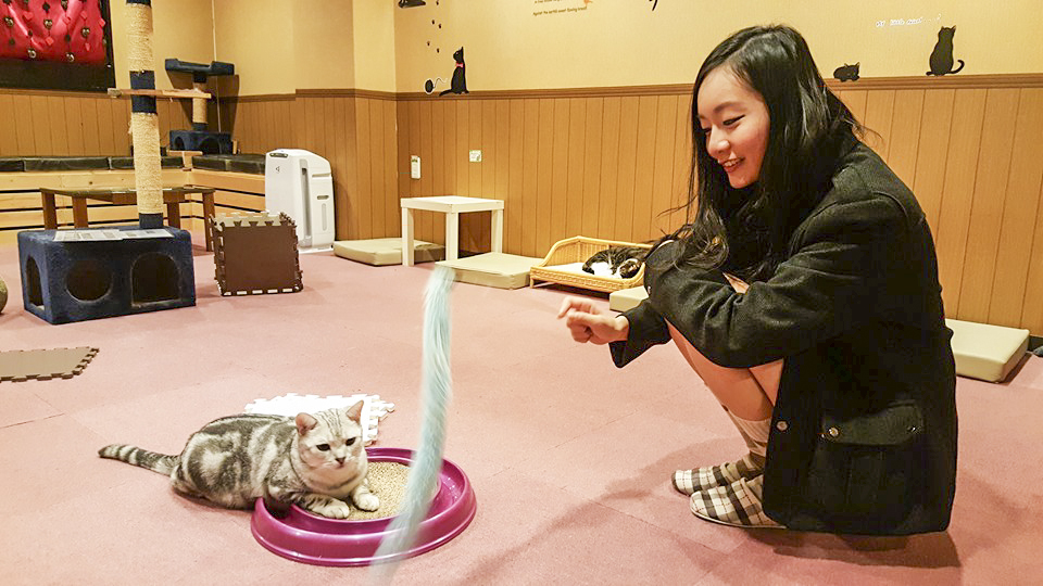 Trying to entice a kitty to play with me at Nyan Tsume, Osaka, Japan. Photo by Shasha.