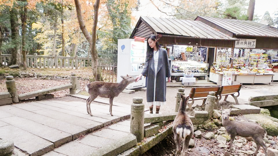 Ren feeding senbei to deer at Nara Park, Japan. Photo by Shasha.