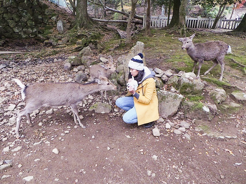 Shasha feeding senbei to the deer in Nara Park, Japan. Photo by Shasha.