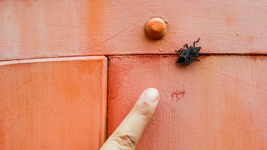 Ruru's finger for size comparison with an unidentified bug at Nara Park, Japan.