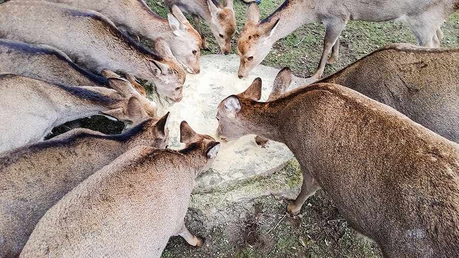 Deer feeding at Nara Park, Japan.