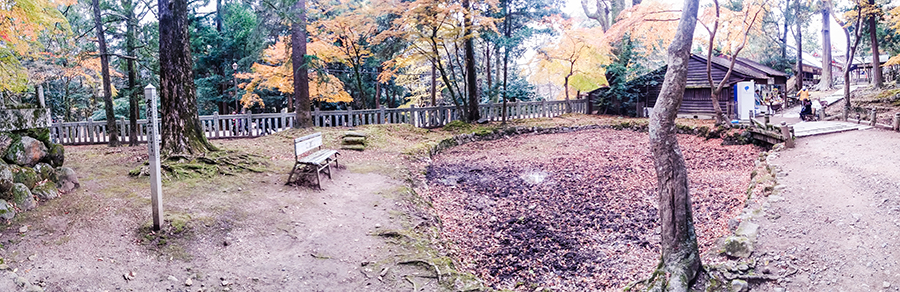 Nara Park, Japan.