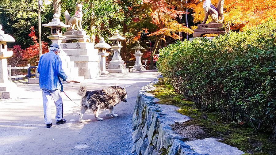Man walking large dog at Fushimi Inari, Kyoto Japan.