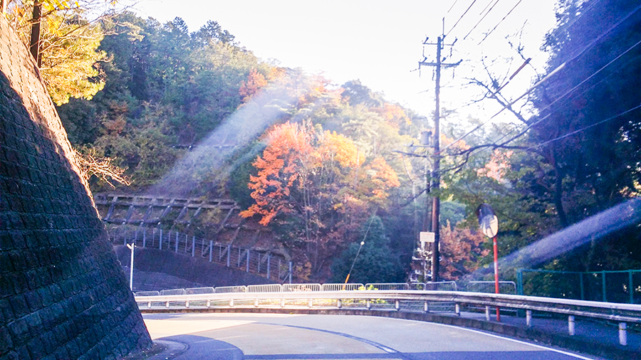 Autumn leaves on the road down from our Kyoto Airbnb.