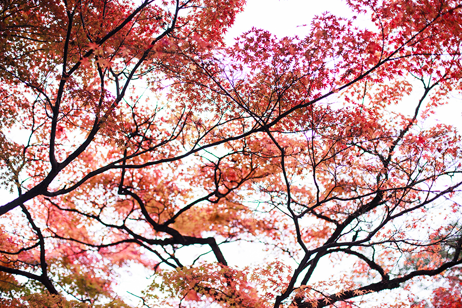 Maple leaves at Nara Park, Japan.