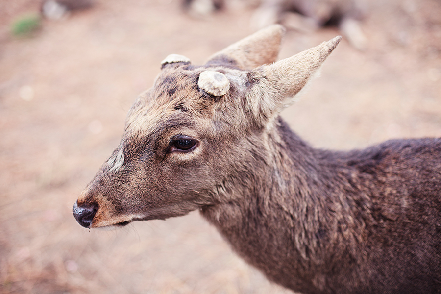 Deer with shorn horns at Nara Park, Japan.