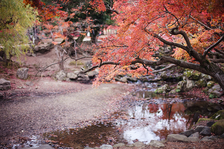 Maple trees hanging low at Nara Park, Japan.