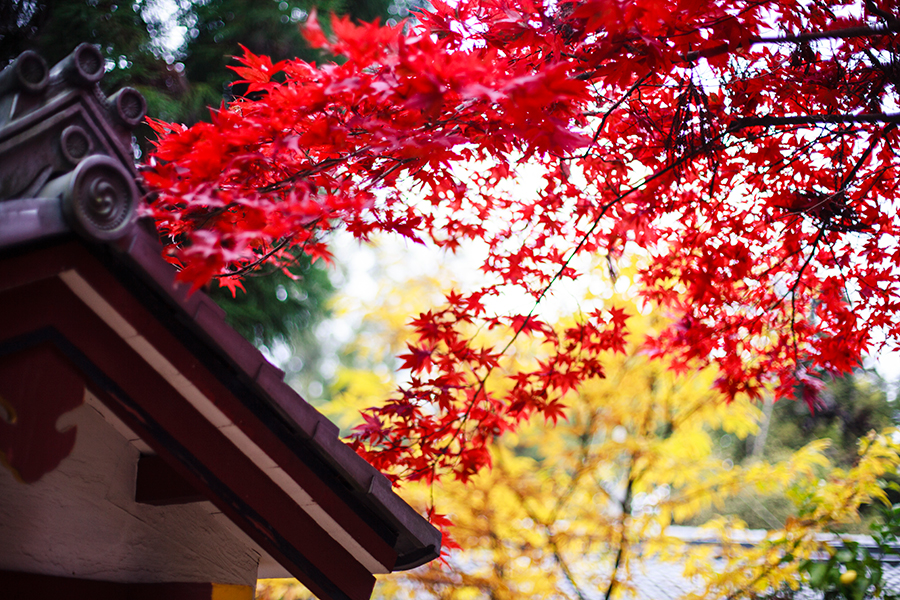 Blood-red maple leaves on a tree at Nara Park, Japan.