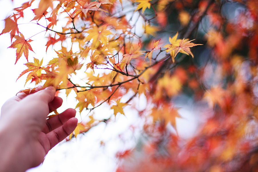 Maple leaves at Nara Park, Japan.