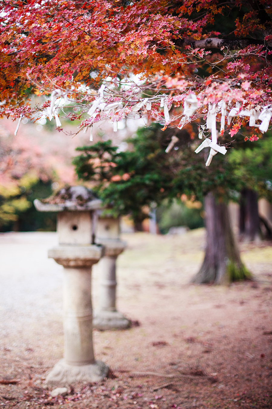 Omikuji tied to the branches of maple trees at Nara Park, Japan.