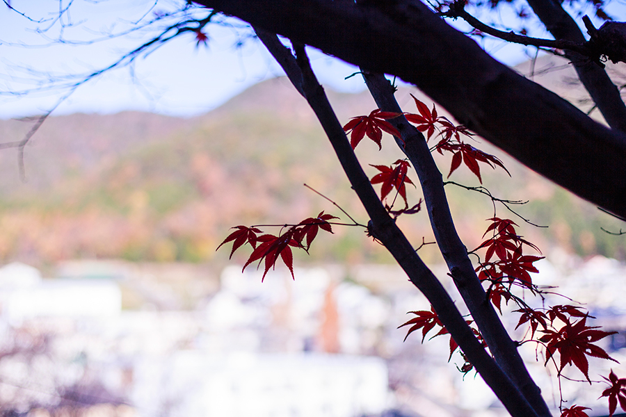 Momiji at our Kyoto Airbnb.