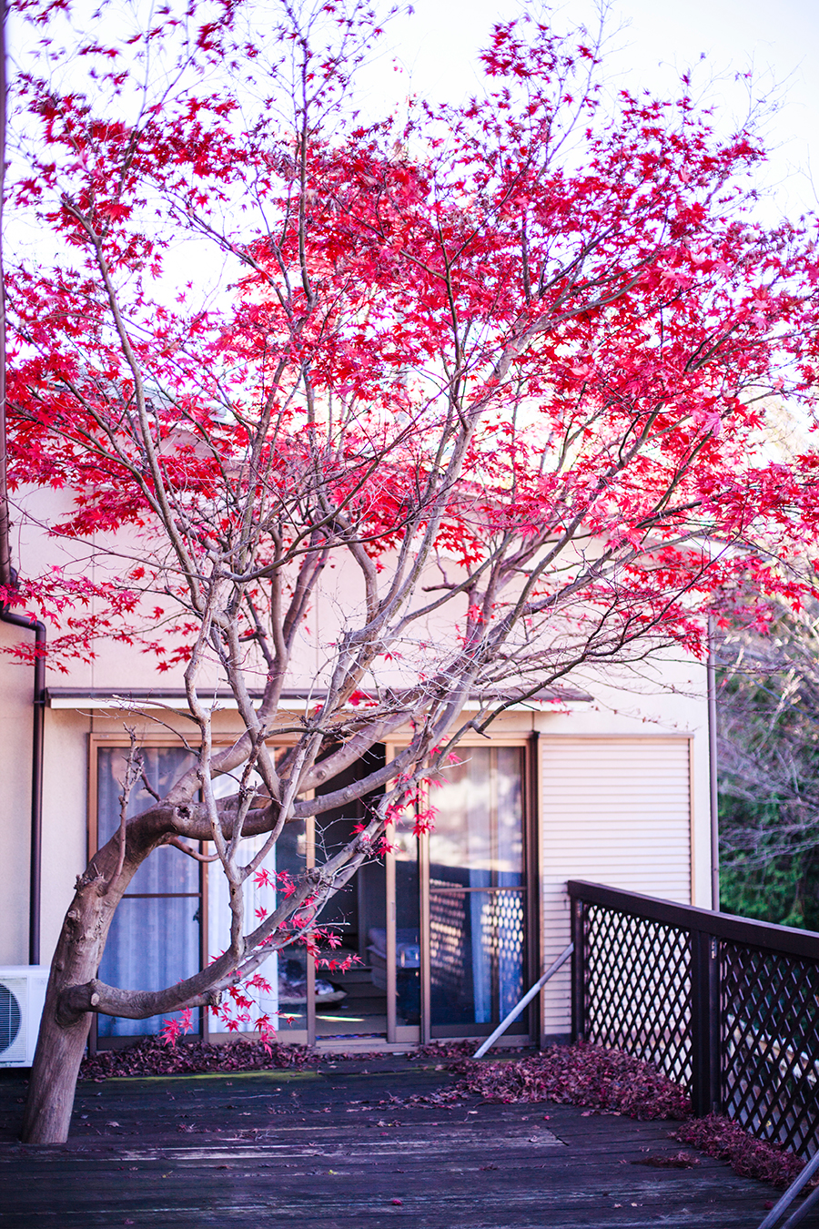 Red maple leaves from momiji at our Kyoto Airbnb.