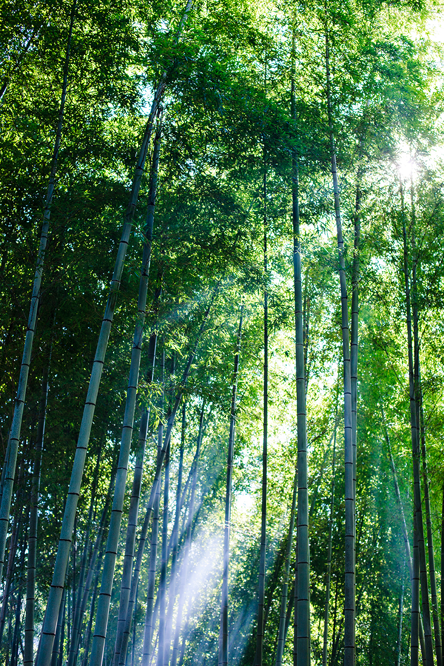 Sunlight filtering in the bamboo forest at Fushimi Inari in Kyoto, Japan.