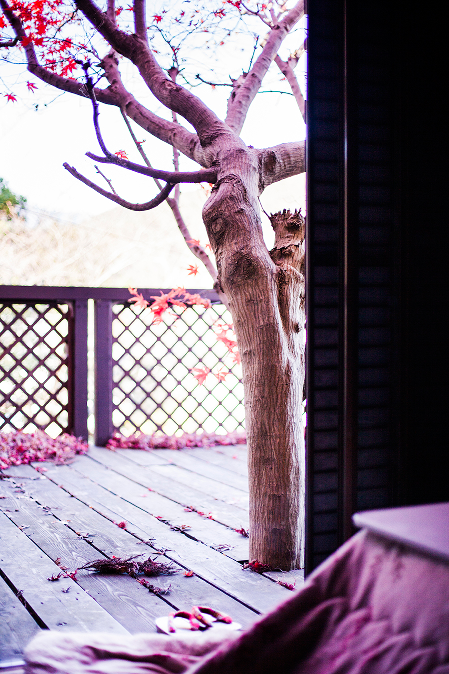 Momiji maple tree and kotatsu at our Kyoto Airbnb.