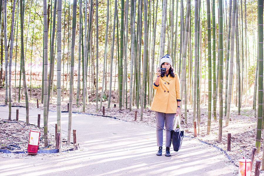 Shasha among bamboo at Arashiyama, Kyoto, Japan.