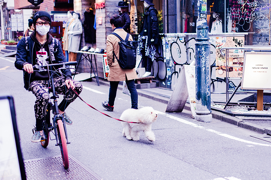 Japanese male riding a bicycle and walking his dog in Harajuku, Tokyo Japan.