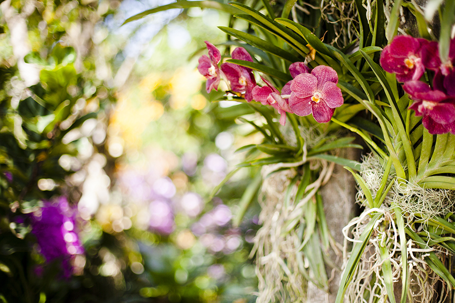 Orchids at the Singapore Garden Festival.