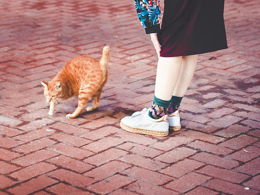 Three-legged cat.