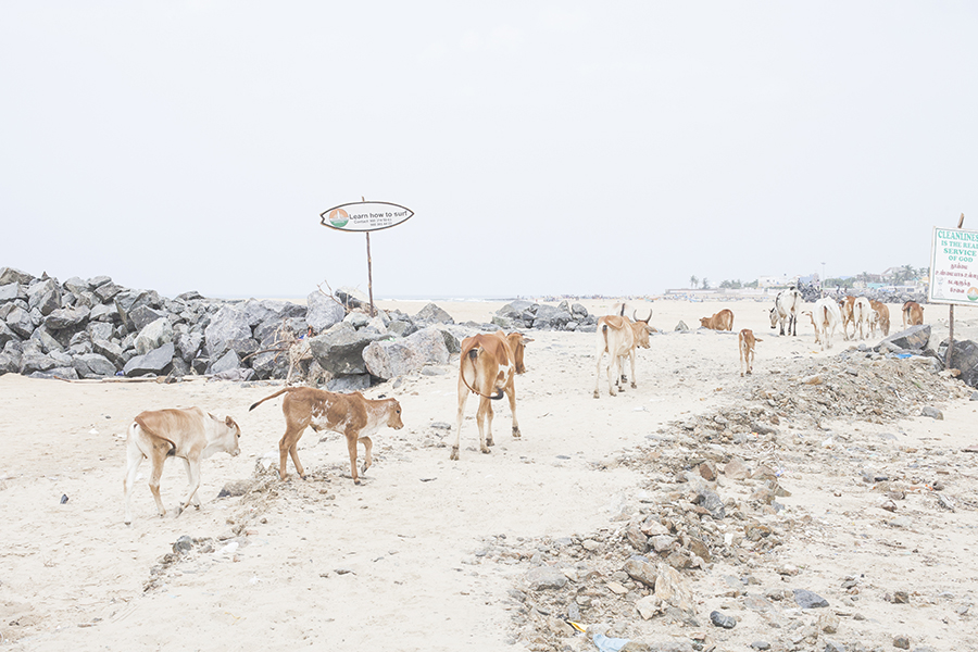 Cows on the beach in Chennai India.