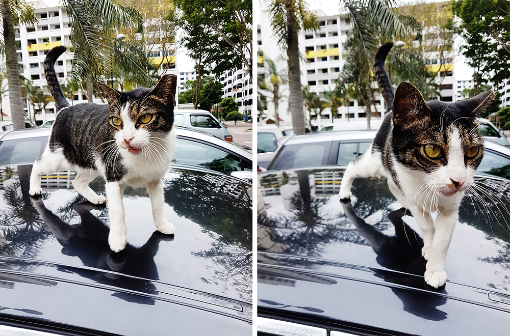 Kitty on top of a BMW car.