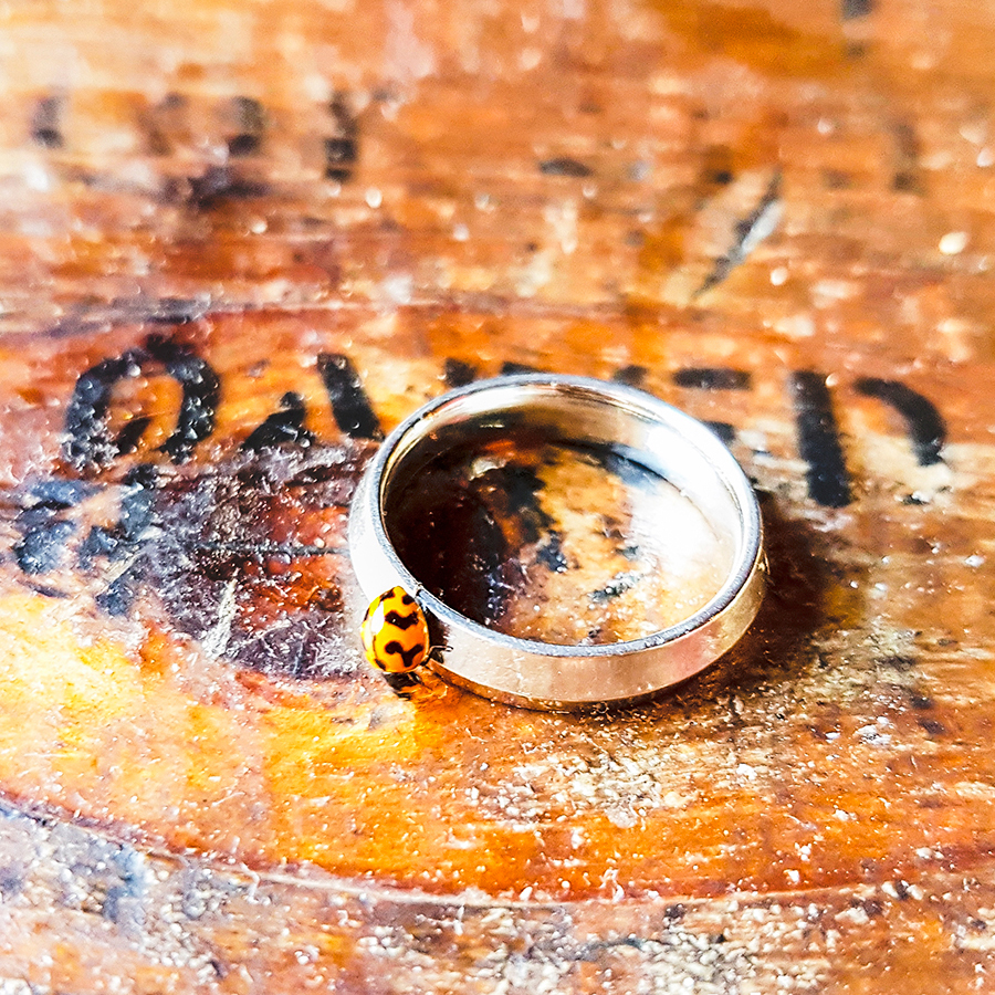 Yellow ladybird on a knife-edged wedding band.