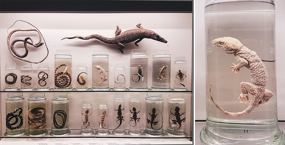 snakes, geckos, and skinks at Lee Kong Chian Natural History Museum.