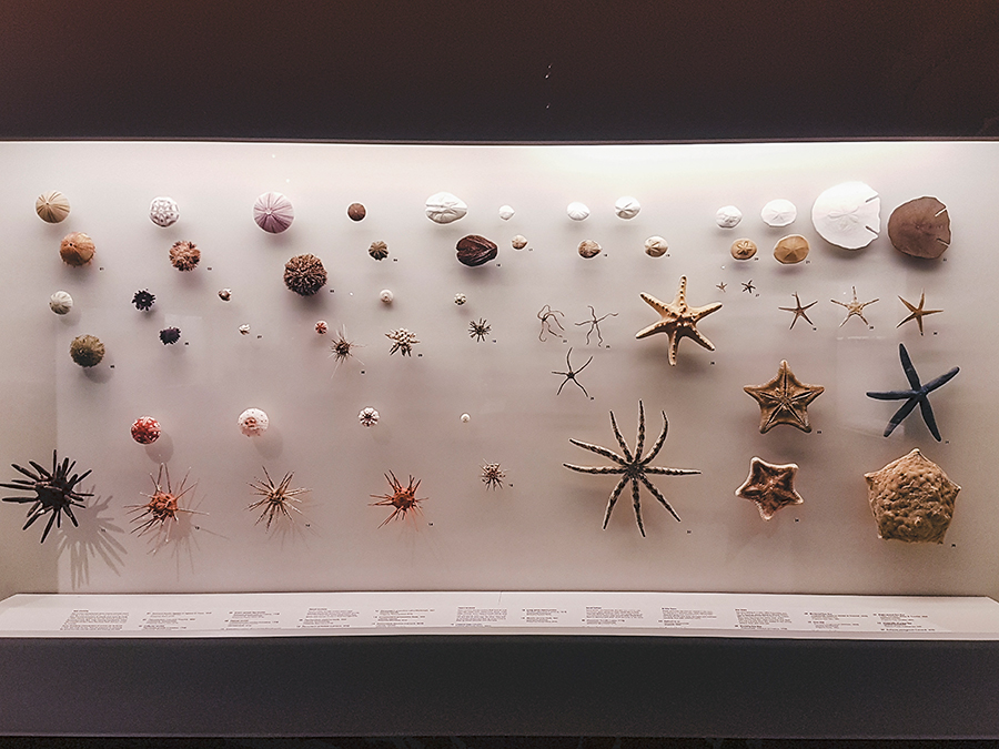 Starfish at Lee Kong Chian Natural History Museum.