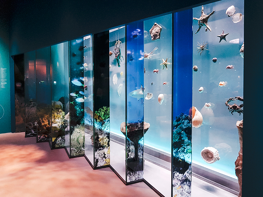 Under the water exhibit at Lee Kong Chian Natural History Museum.