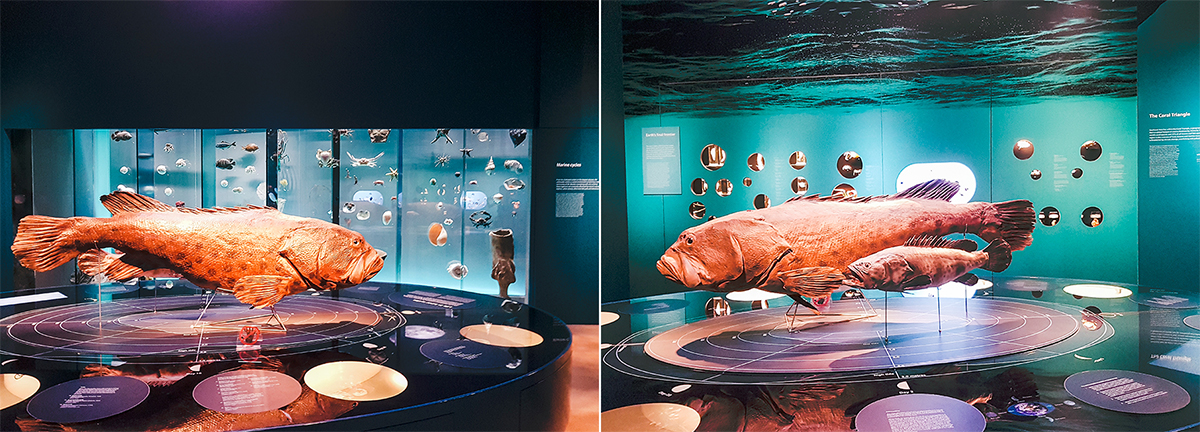 Under the water exhibit at Lee Kong Chian Natural History Museum.