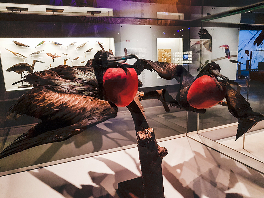 Male Christmas Island Frigatebirds Lee Kong Chian Natural History Museum.