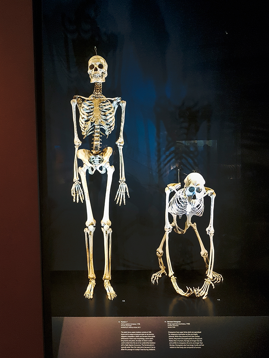 Human and Bornean Orangutan skeletons Lee Kong Chian Natural History Museum.